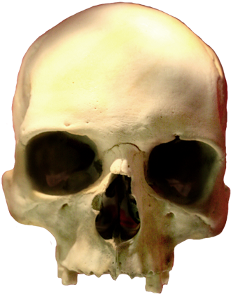 Skull Clip Art Png, Head Skull Png - Skull (360x443), Png Download