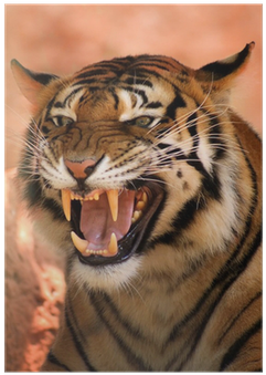 Angry Face Tiger Poster Pixers We Live To Change - Tiger Angry Face (400x400), Png Download
