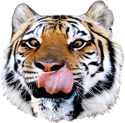 Com, Top File - Pizza Steve Tiger (427x410), Png Download