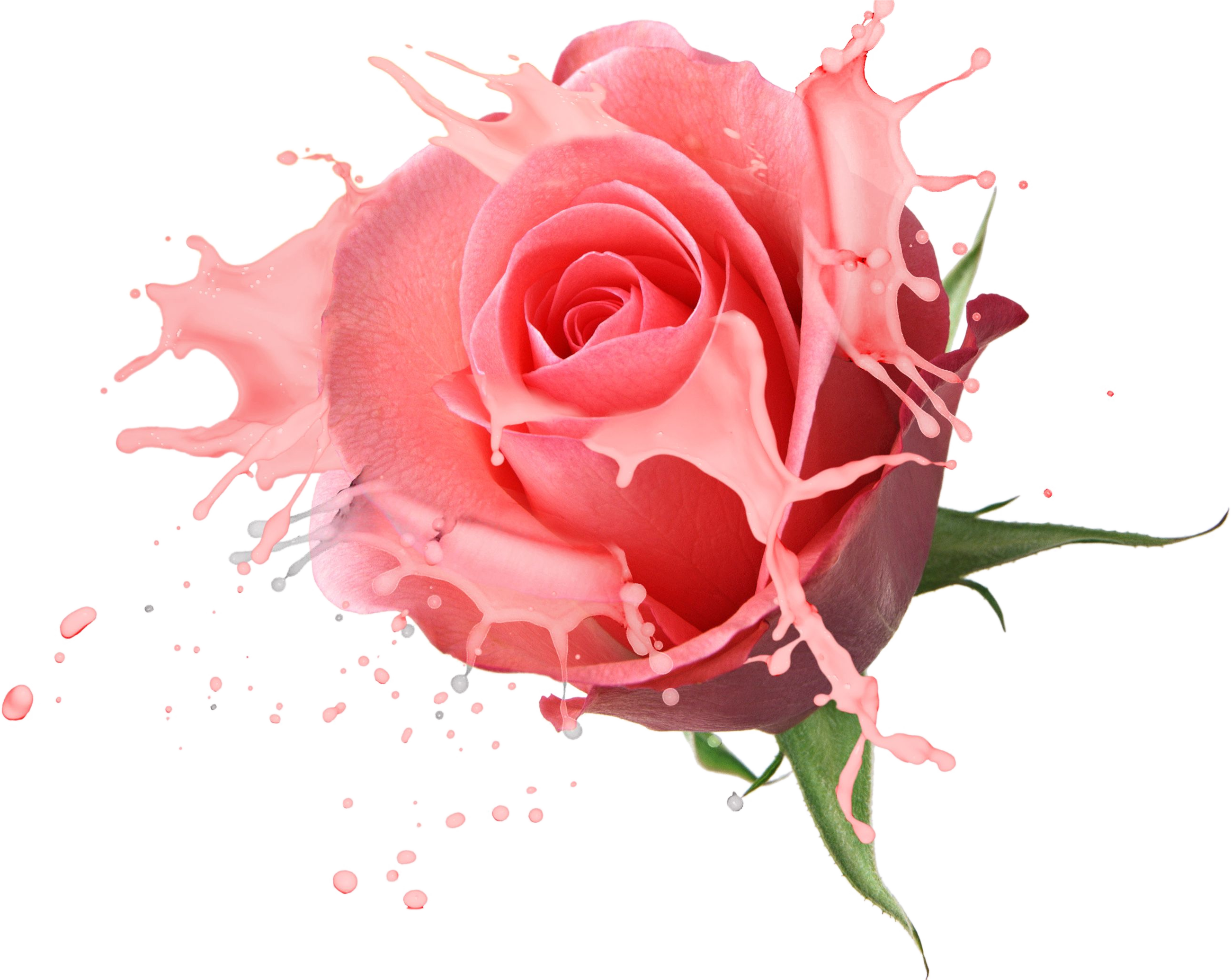 Flower Bouquet Rose Drawing - Rose Psd (2600x2070), Png Download