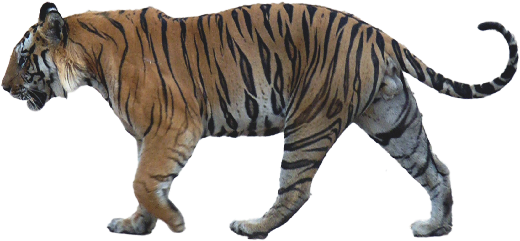Walking Tiger Png Image Background - Tiger Side View Png (1698x899), Png Download