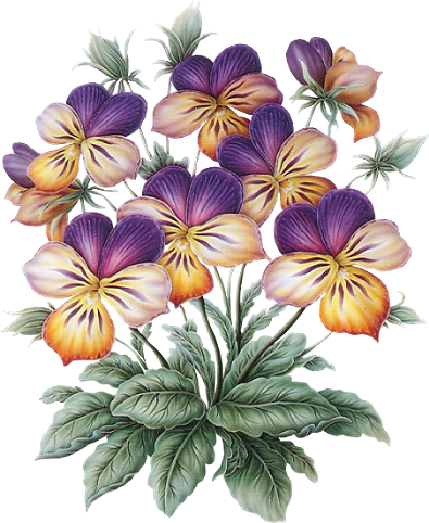 Tubes Divers Más - Flower (395x482), Png Download