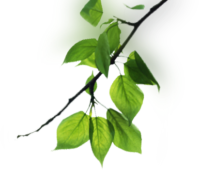 Tree Branches Png - Branch (411x351), Png Download