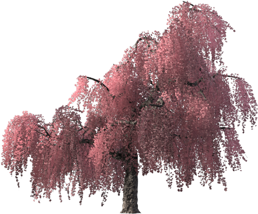 Black Gum (905x509), Png Download