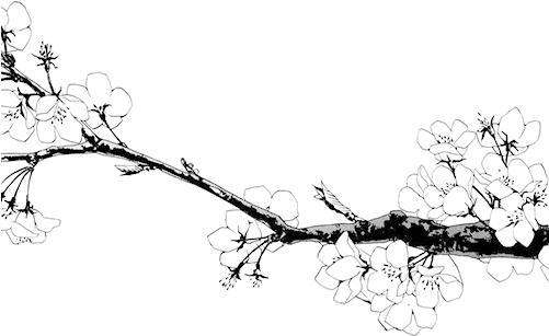 Drawn Cherry Blossom Transparent - Lan Wang Ji X Wei Wuxian (500x365), Png Download