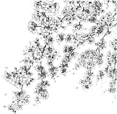 Drawn Cherry Blossom Transparent - Black Png Cherry Blossom (408x409), Png Download