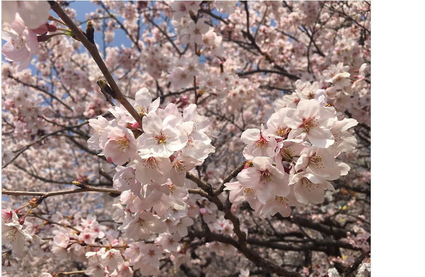Cherry Blossom (991x557), Png Download