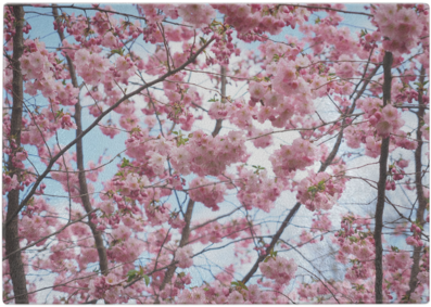 Cherry Blossom Tree Glass Cutting Board - Asian Tree Pink Flowers (480x480), Png Download