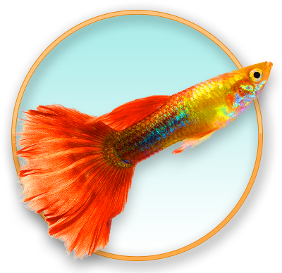 Sockeye Salmon (400x400), Png Download