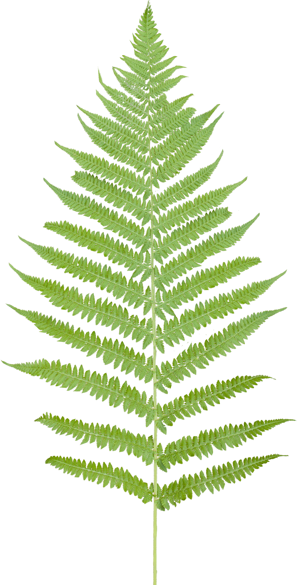 Vegetation Fern 08 - Fern Png (1296x1944), Png Download
