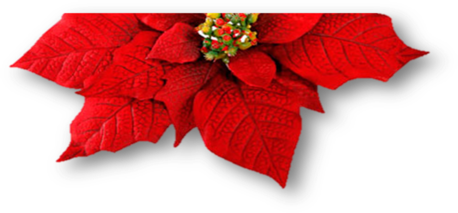 Picture1 - Christmas Day (1000x431), Png Download