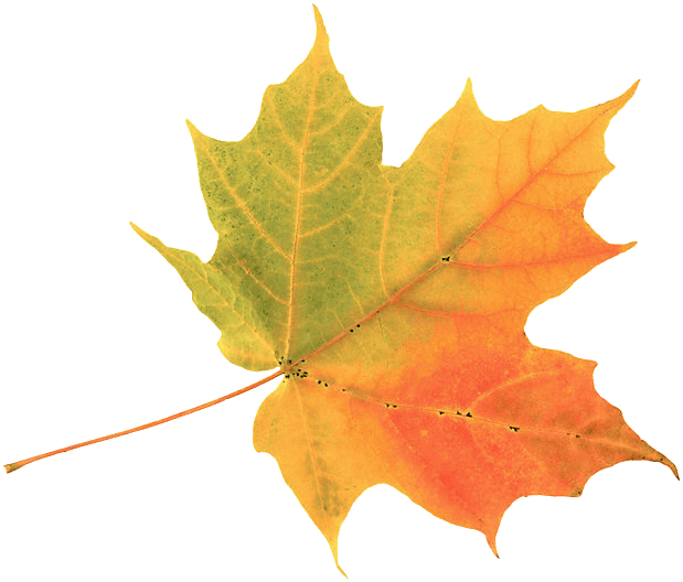 Gold-leaf - Autumn Leaf (619x528), Png Download