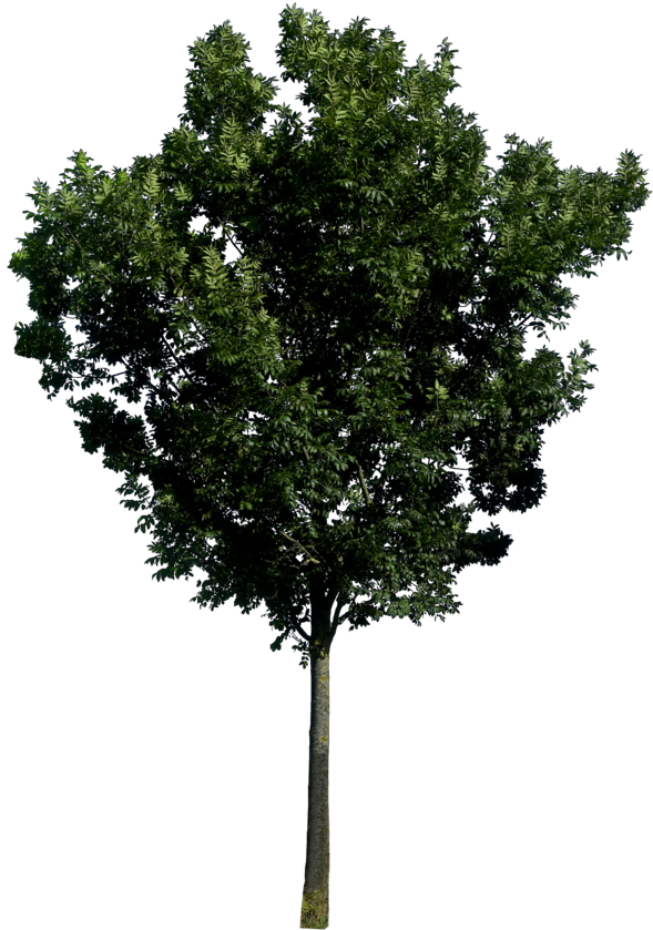 Tree Png Image, Free Download, Picture - Trees In Elevation Png (600x851), Png Download