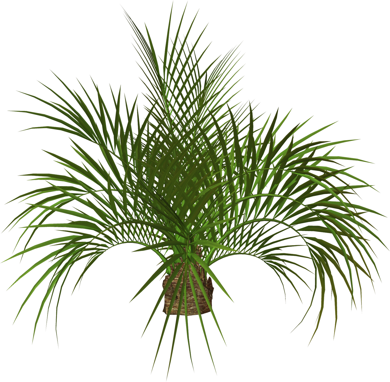 Palm Tree Plan Png - Transparent Palm Png (1600x1566), Png Download