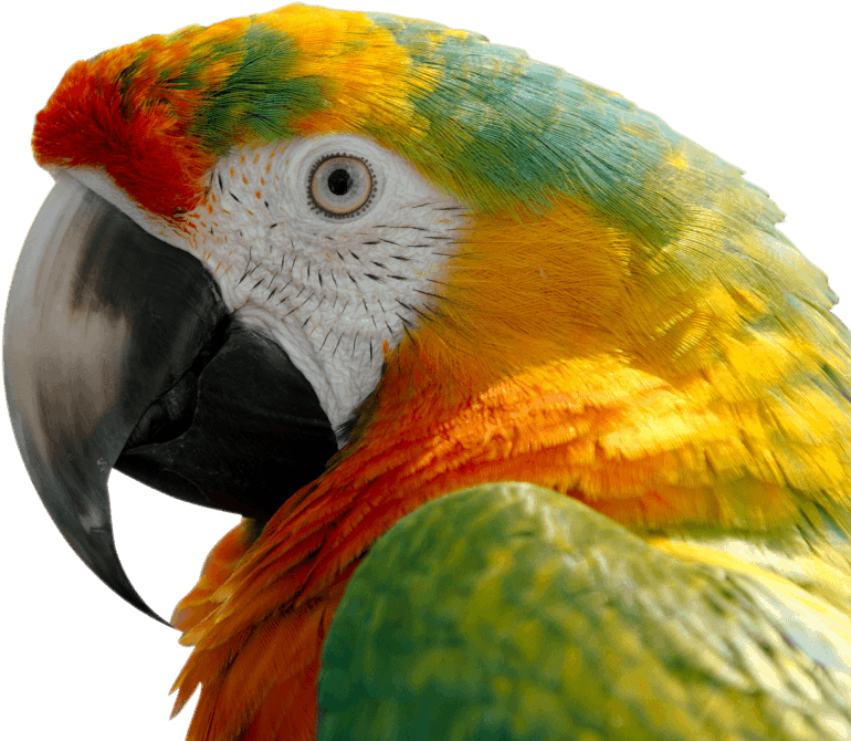 Free Png Macaw Png Images Transparent - Macaw Scarlet (850x718), Png Download