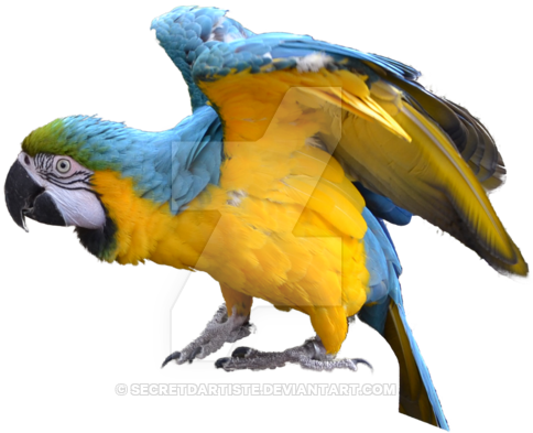 Macaw Png Image - Blue And Yellow Macaw Png (600x468), Png Download