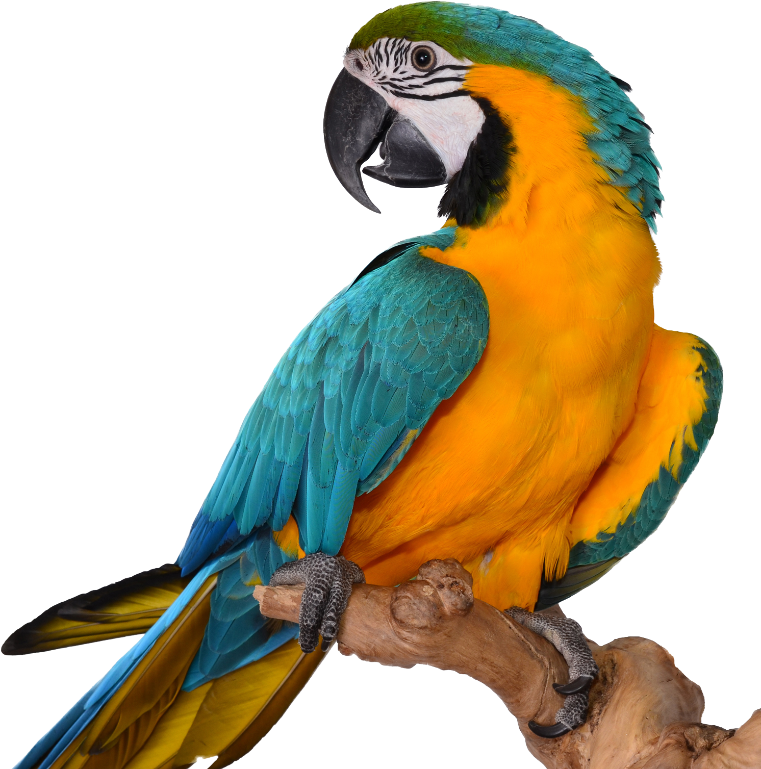 Macaw Transparent Image (1772x1580), Png Download