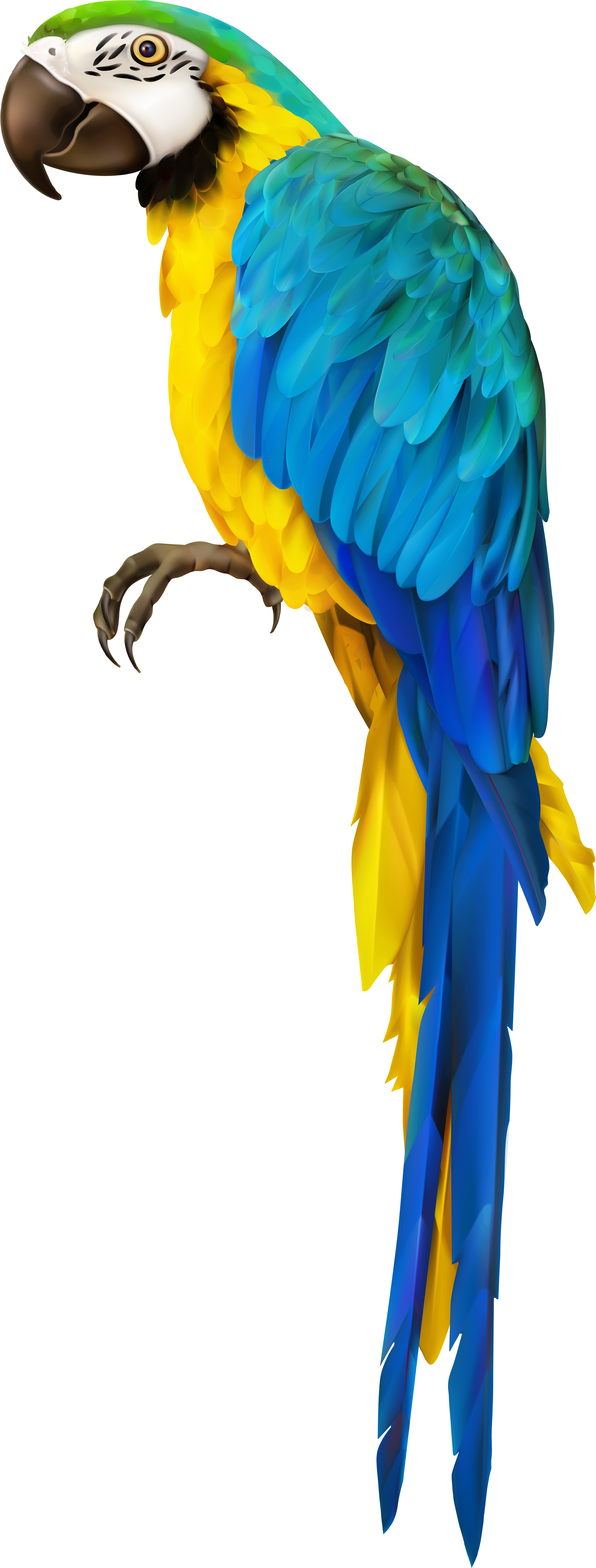 Parrot Transparent Clip Art Image - Parrot Transparent (3353x8000), Png Download