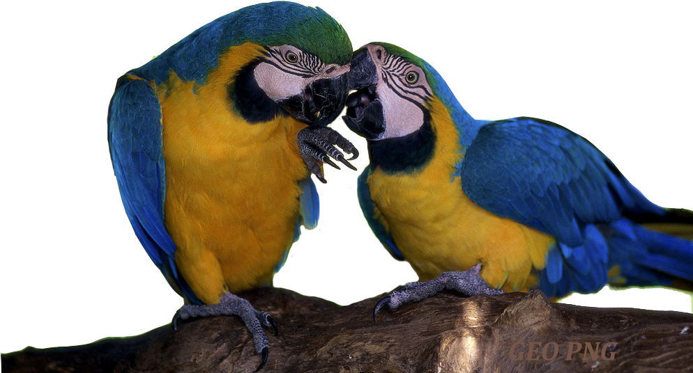 Macaw Parrot's Png Wallpapers, Macaw Parrot's Images, - Bird (993x597), Png Download