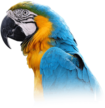 Macaw - Blue And Gold Macaw Png (410x398), Png Download