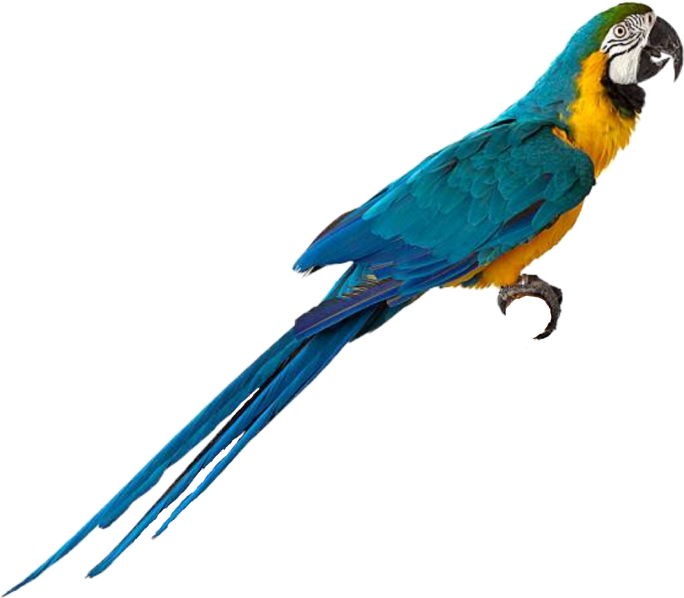 Macow Bird Png (982x859), Png Download