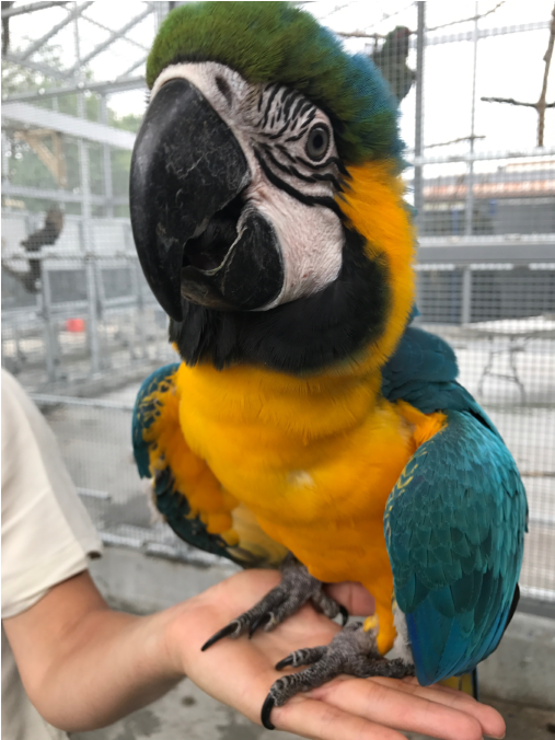 Macaws Are Intelligent, Curious And Full Of Personality - Macaw (1200x675), Png Download