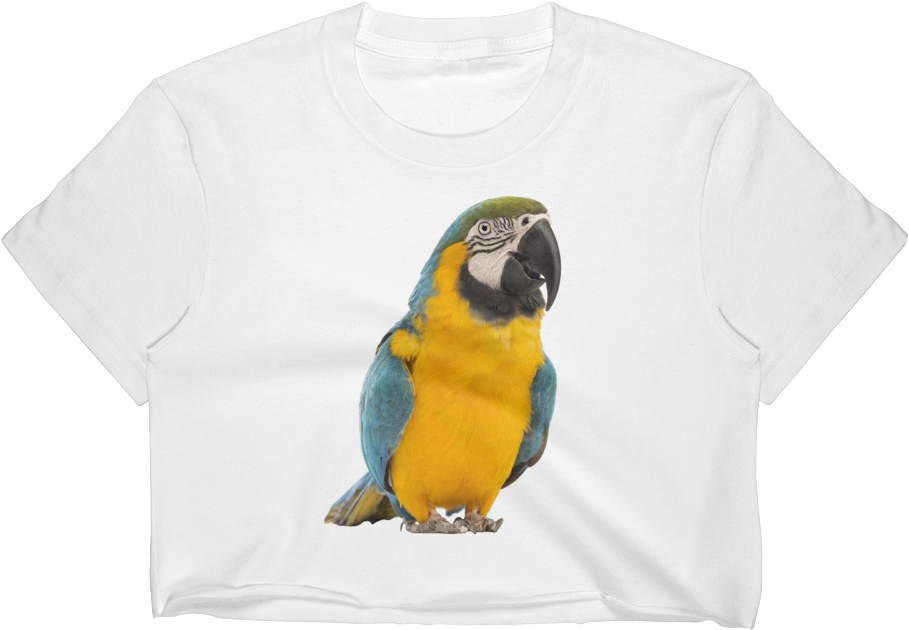 Macaw Print Women's Crop Top - Young Angels My First Picture Book Of Birds - English (1000x1000), Png Download