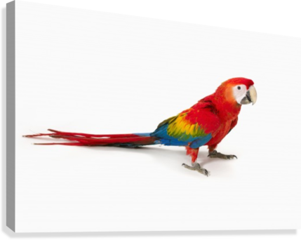 A Scarlet Macaw Parrot On White Background Canvas Print - Scarlet Macaw (429x342), Png Download