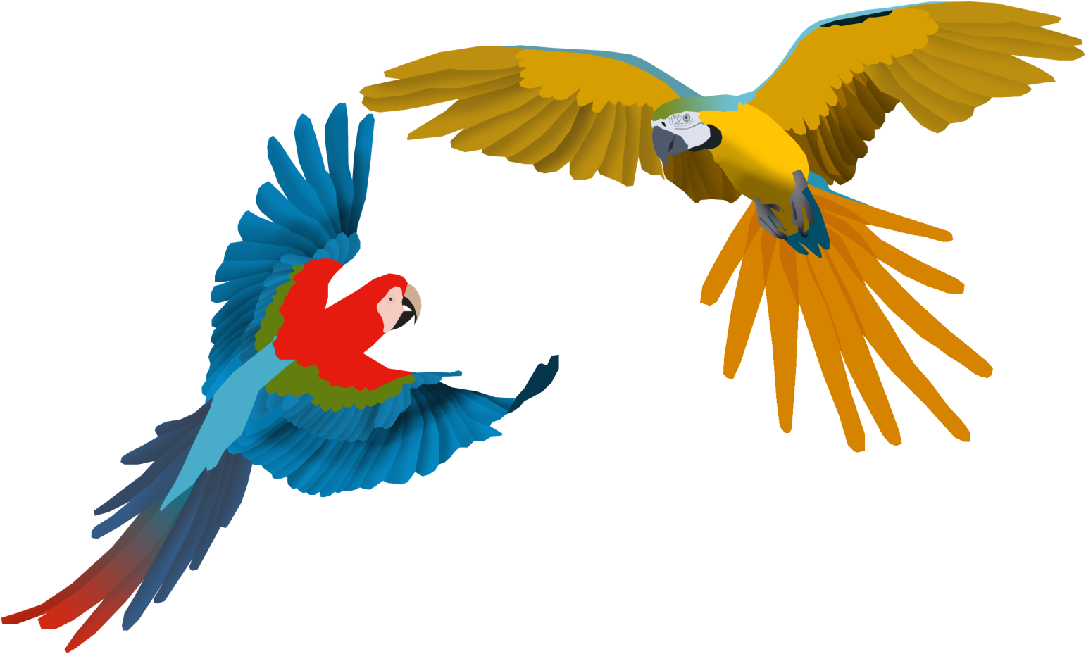 Images Of Macaw Drawing - Guacamayo Dibujo (1599x991), Png Download