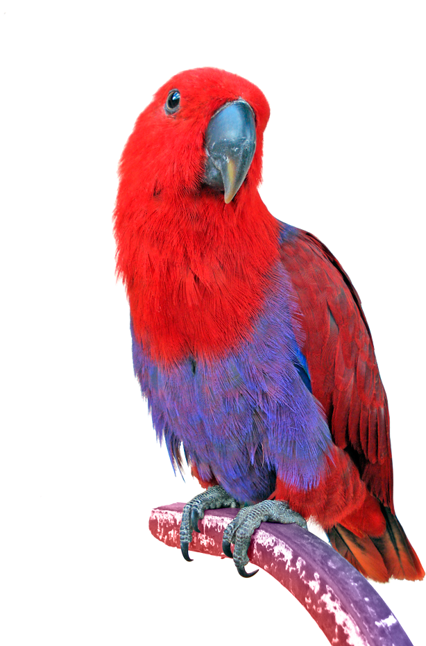 Png Image Information - Parrot (700x933), Png Download