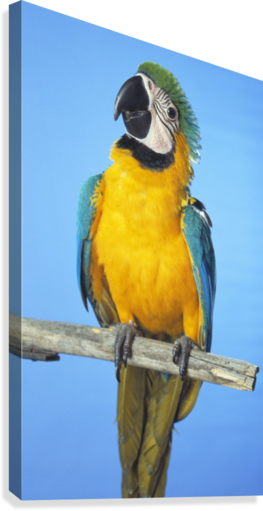Blue And Gold Macaw Canvas Print - Canvas Print (263x511), Png Download