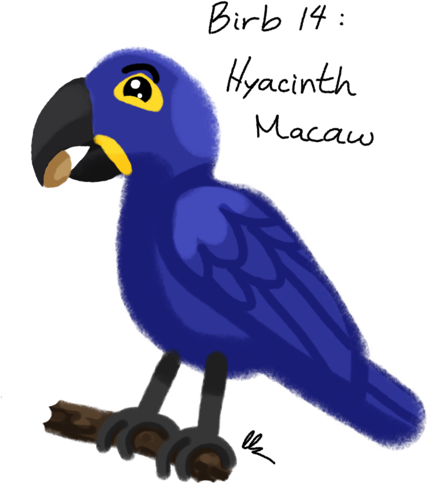 Hyacinth Macaw - Drawing (1000x1000), Png Download