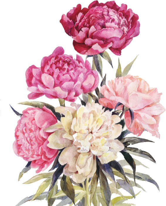 Bouquet Vector Watercolor - Free Vintage Peony Illustration (579x700), Png Download