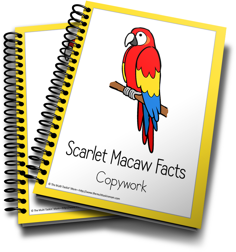 Scarlet Macaw - Income Tax School Certificate (900x983), Png Download