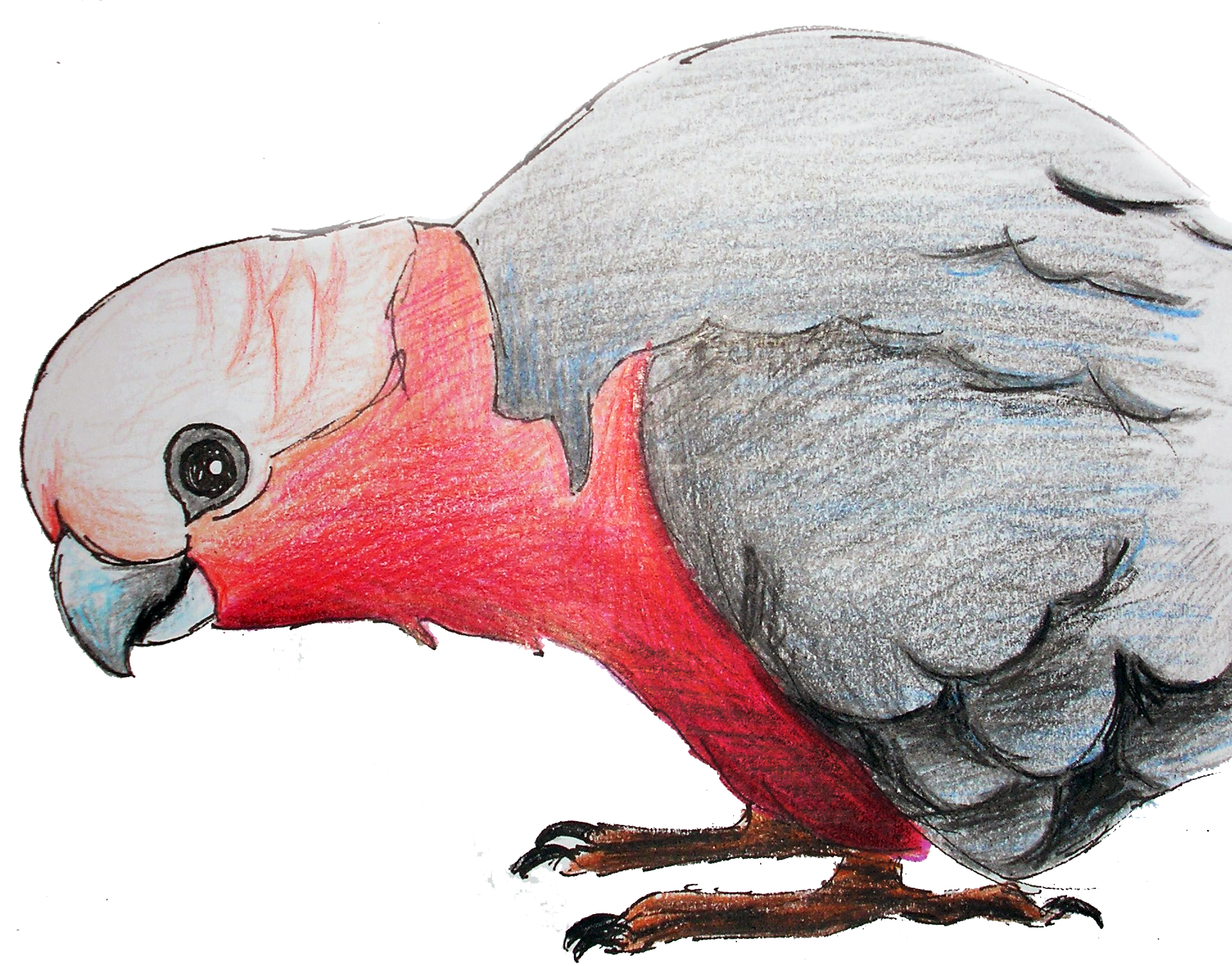 Birds And Botanicals (1919x1505), Png Download
