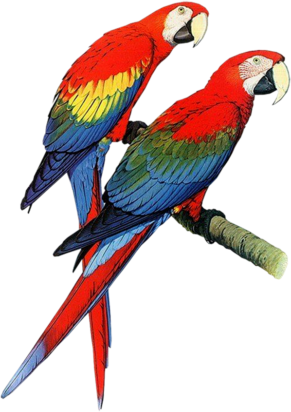 Macaw High Quality - Hardcover: Parrots Of The World By Forshaw Joseph M (713x1000), Png Download