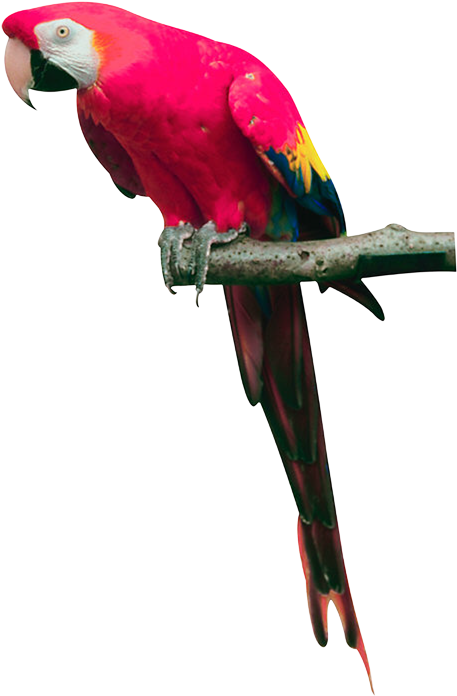 Pink Parrot Png Images, Free Download - Parrot Png (549x825), Png Download