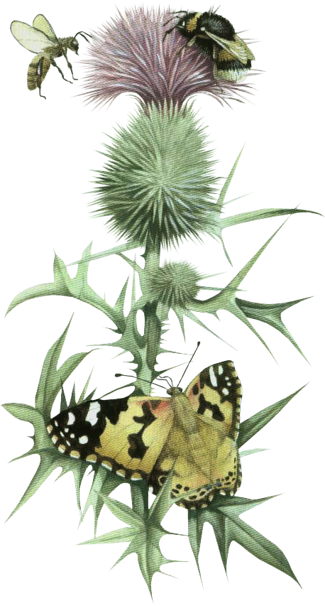 Artwork - Botanical Illustration (458x853), Png Download