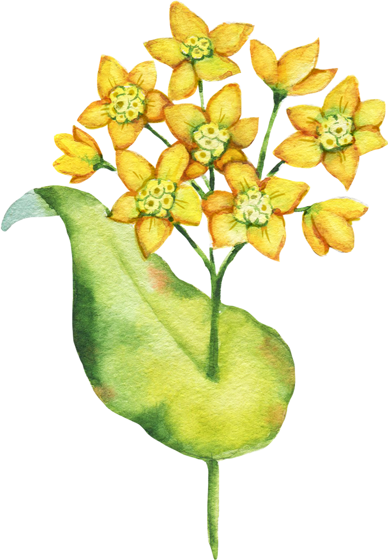 Bupleurum Root - Bouquet (1500x1500), Png Download