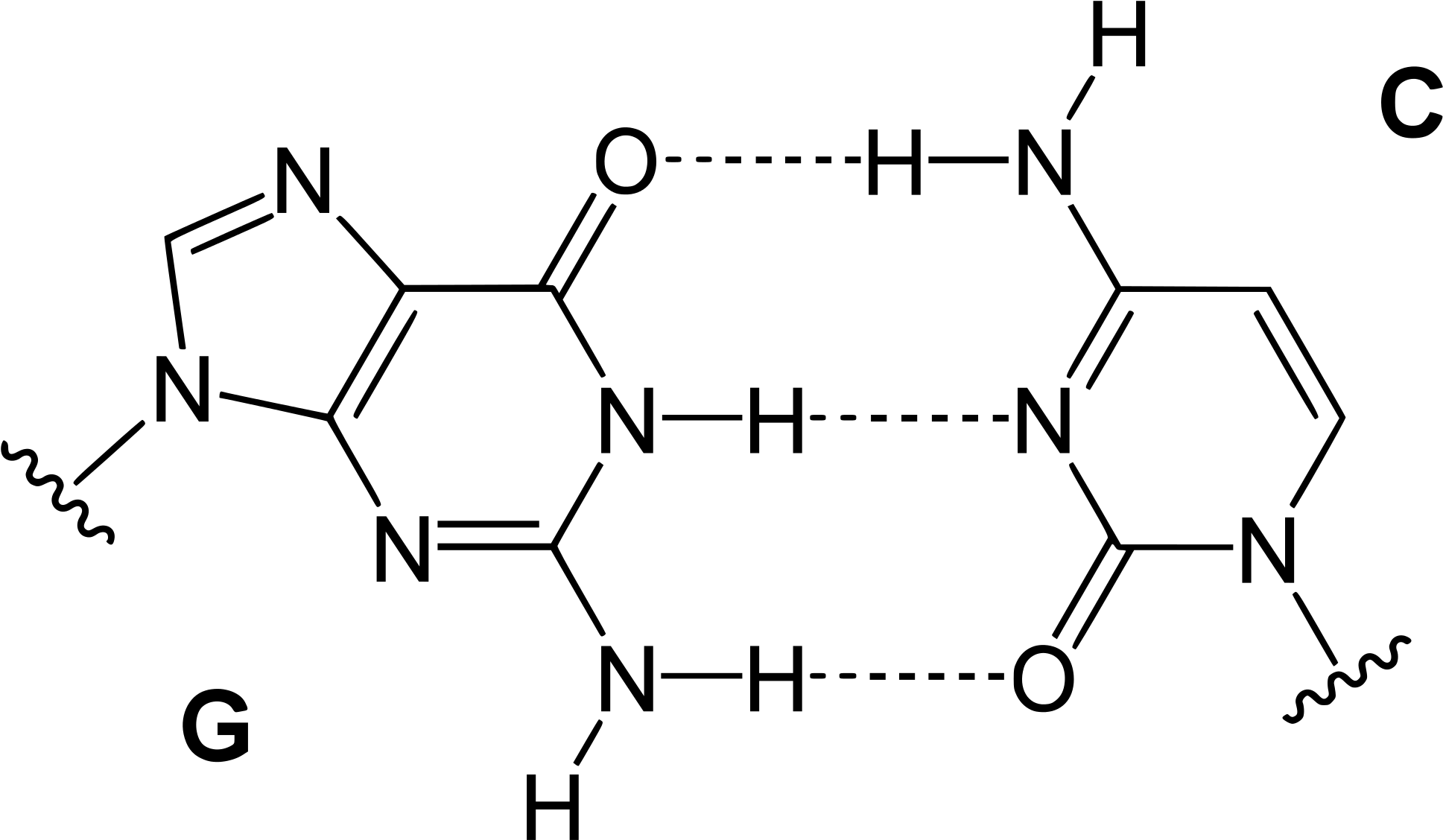Base Pairs , Which Form Between Specific Nucleobases - Gc Base Pairing (2000x1190), Png Download