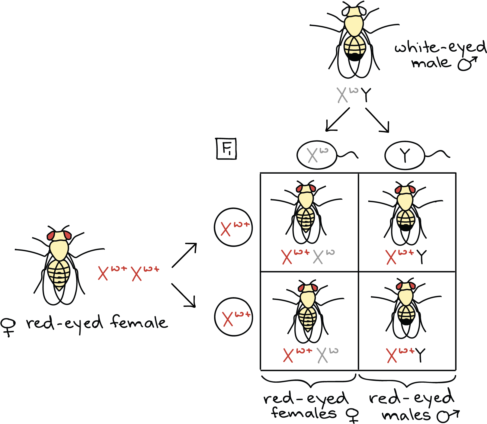 Punnett Square For Mating Of White-eyed Male - Thomas Hunt Morgan Fruit Fly Experiment (2035x1492), Png Download