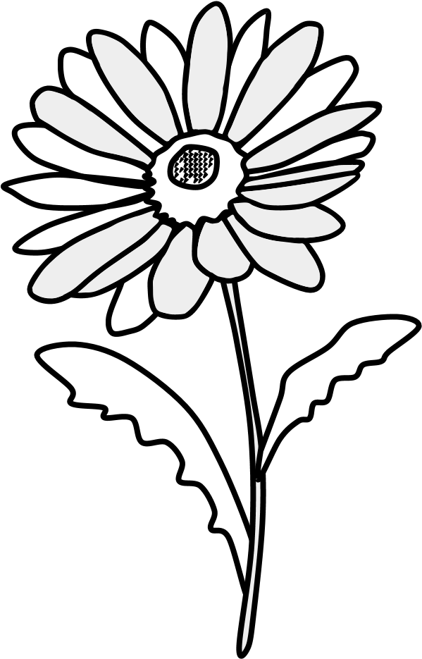 Daisy, Petals, Black And White, Png - Wall Decal (816x1056), Png Download