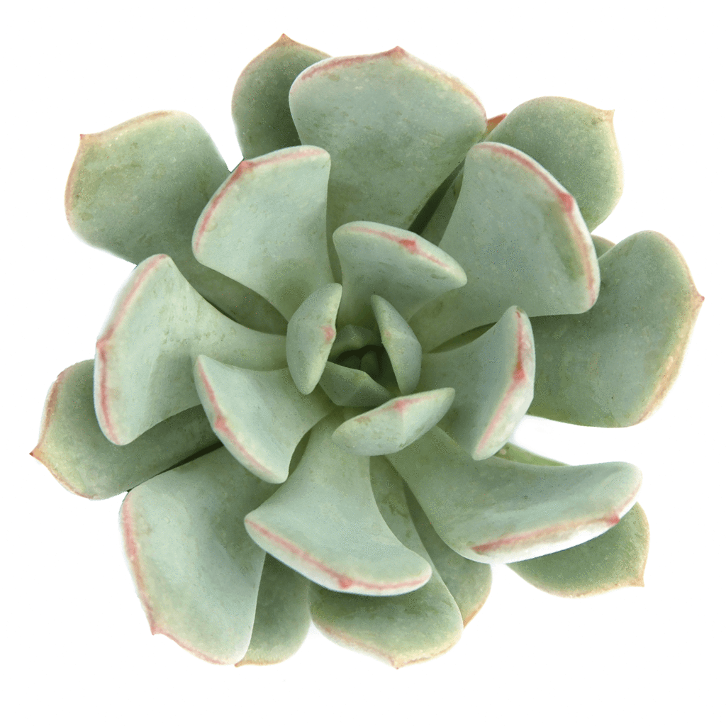 Graptoveria 'moonglow' - White Mexican Rose (1024x1024), Png Download