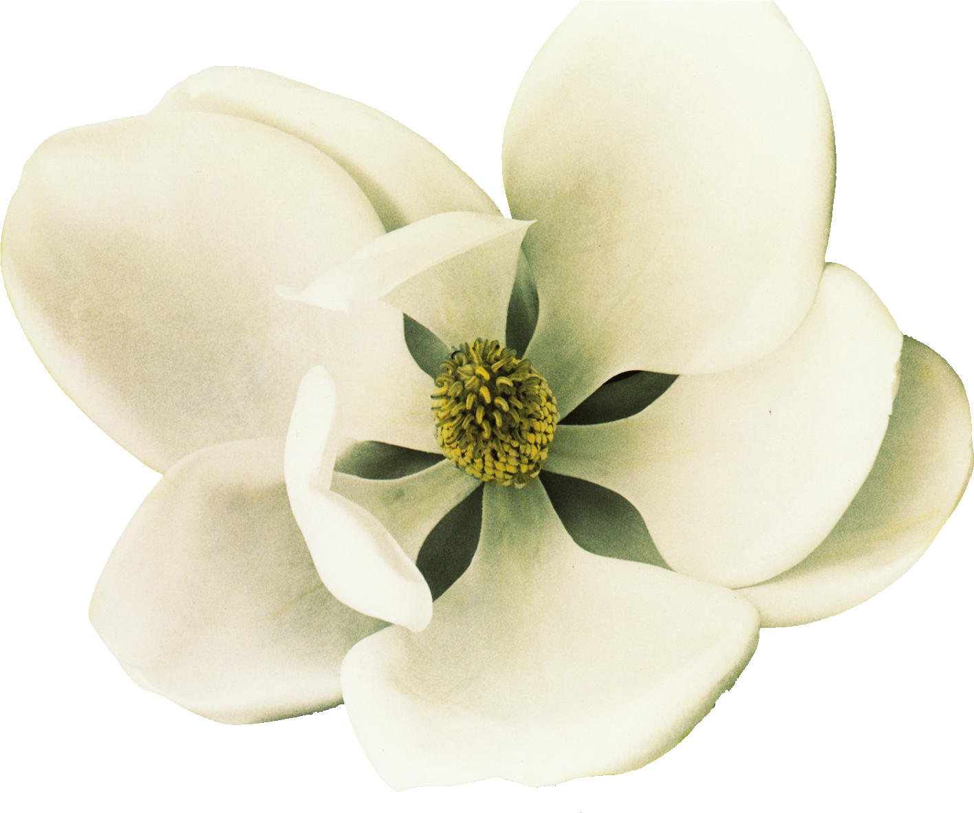 Clip Art Southern Magnolia Petal Flower - Art Print: Poinski's Southern Charmer I, 18x22in. (1476x1181), Png Download