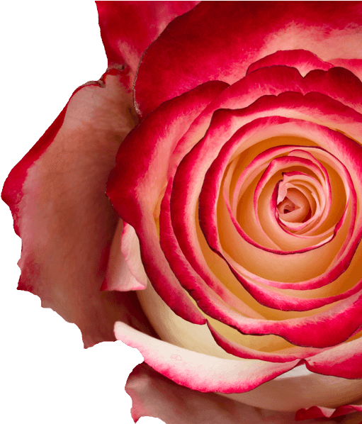 Sweetness, Bicolor White And Red - Garden Roses (658x597), Png Download