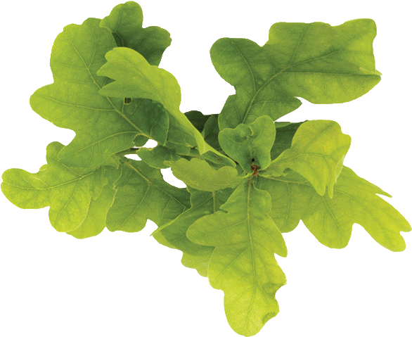 Leaf Vegetable (653x488), Png Download