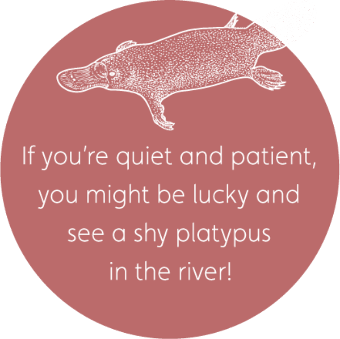 Platypus (700x698), Png Download