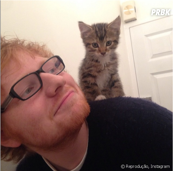 Ed Sheeran É Apaixonado Por Gatos E Vive Compartilhando - Ed Sheeran Love Cats (950x596), Png Download