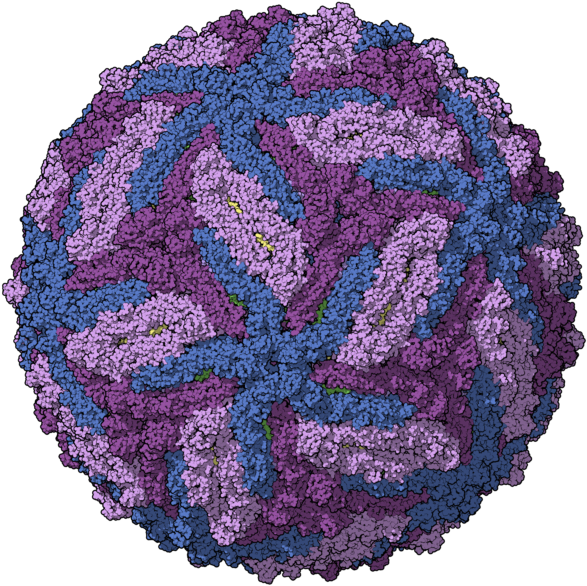 Computer-generated Model Of The Zika Virus Capsid - Zika Virus (600x600), Png Download