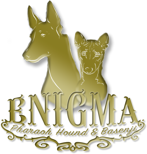 Of Pharaoh Hound And Basenji In Home Environment - Dog Catches Something (600x624), Png Download